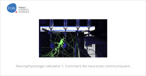 MOOC Neurophysiologie cellulaire 1: Comment les neurones communiquent